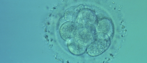 embryon_1.jpg